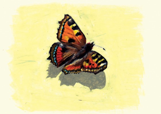 Schmetterling