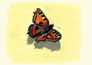 Schmetterling